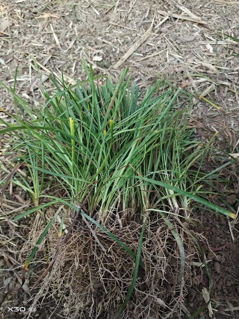 襄阳洪坤麦冬草基地常年大量特价直销中