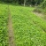 成都本地老杆柳叶空心菜种藤，大量上市