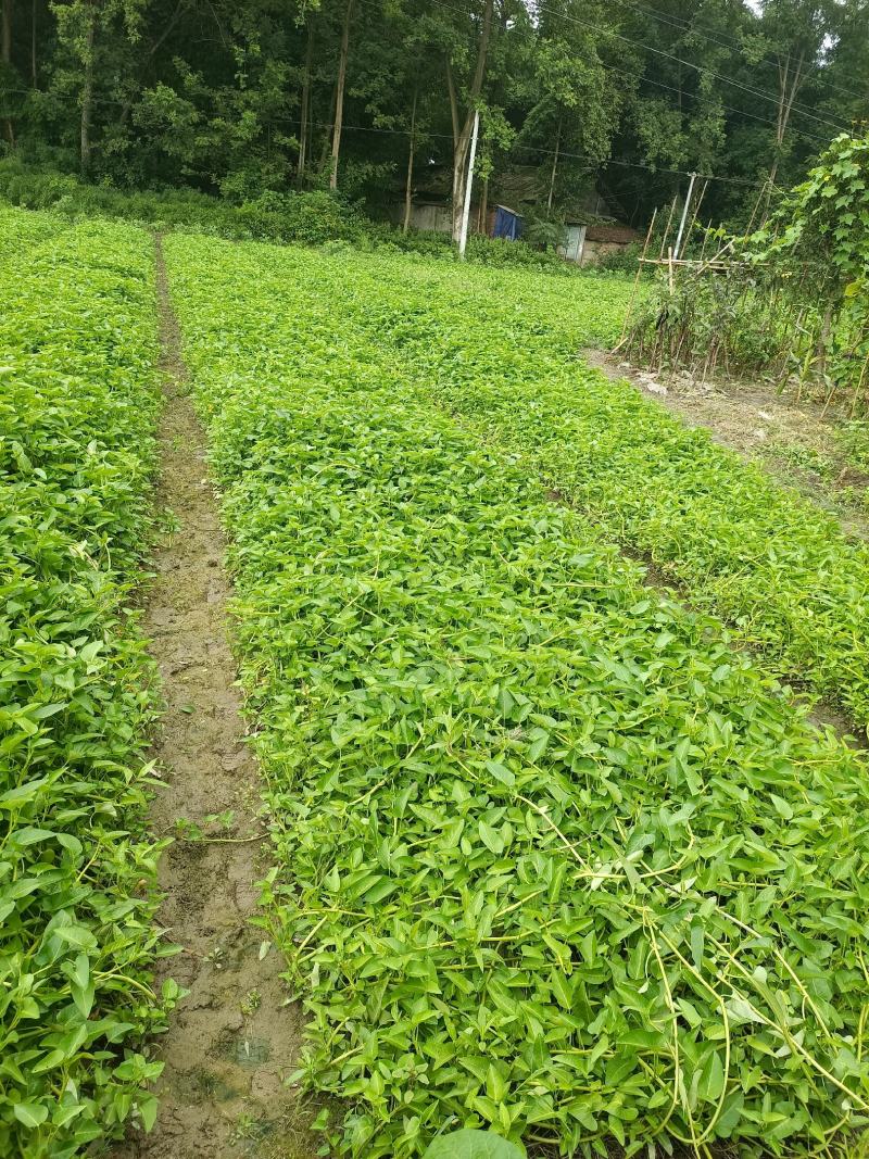 成都本地老杆柳叶空心菜种藤，大量上市