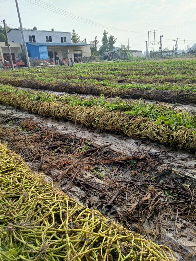 成都本地老杆柳叶空心菜种藤，大量上市