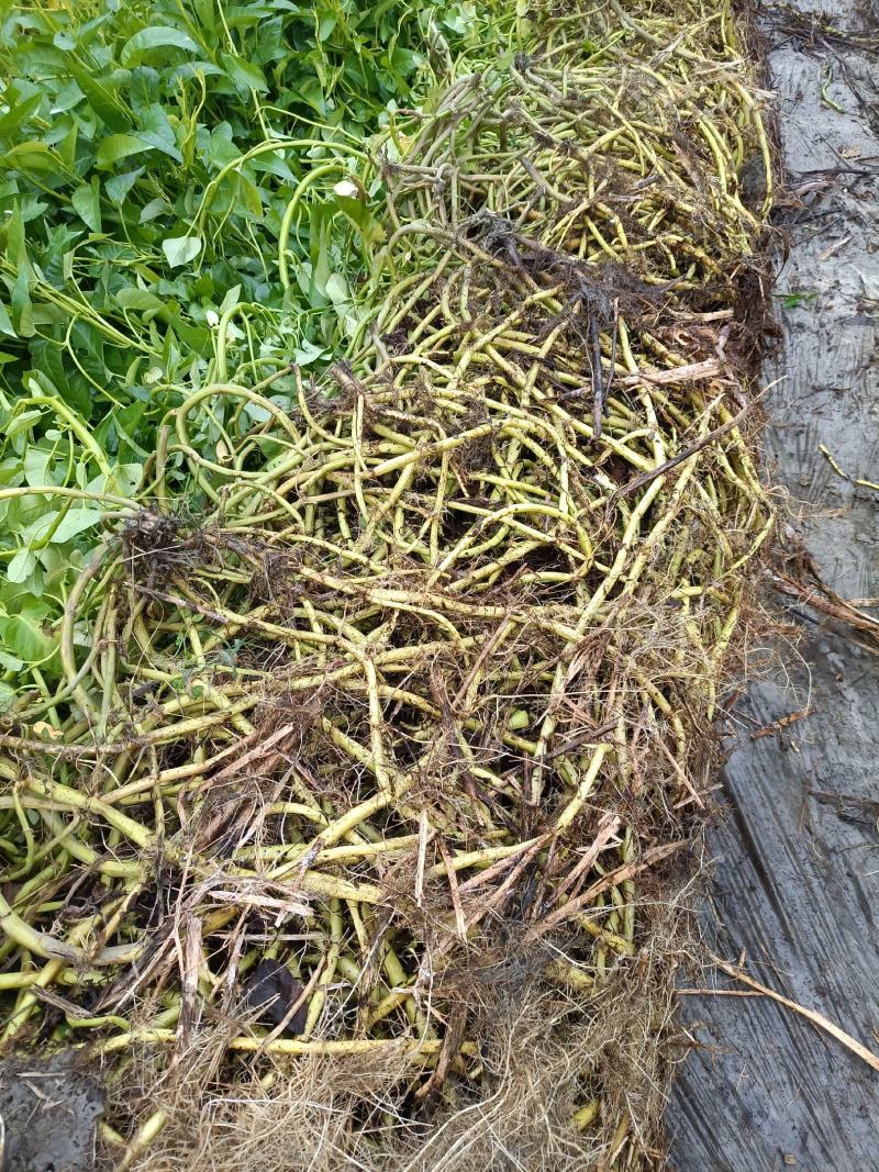 成都本地老杆柳叶空心菜种藤，大量上市