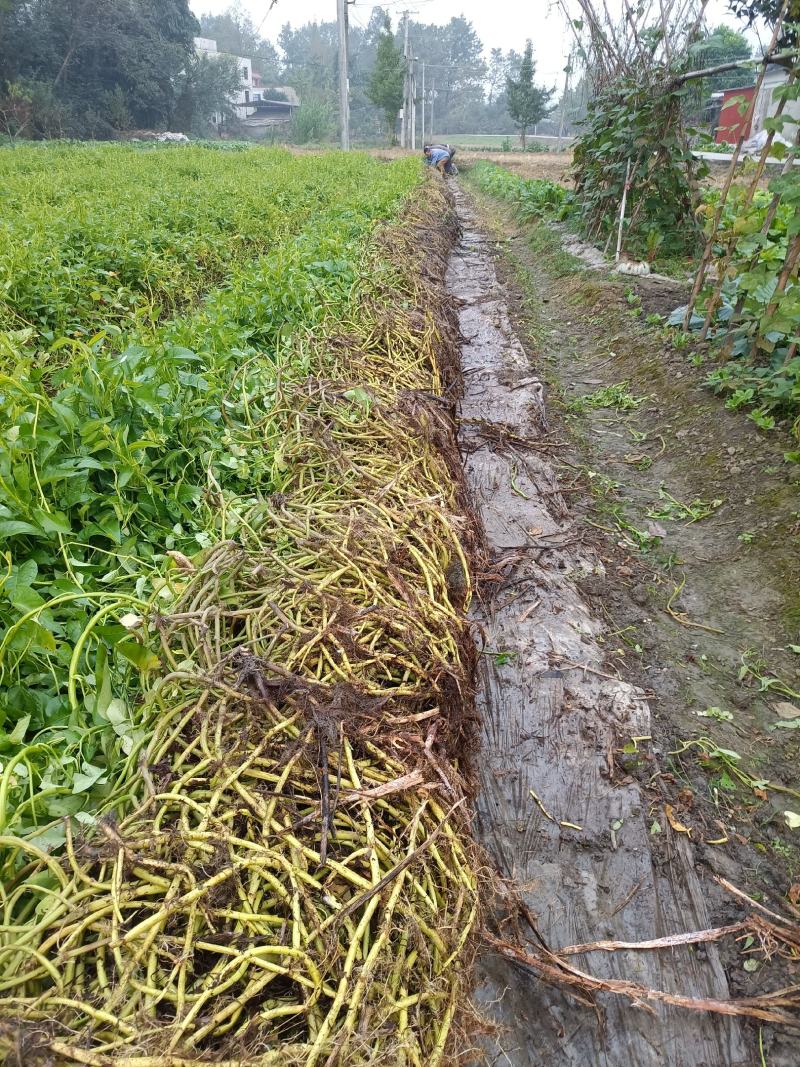 成都本地老杆柳叶空心菜种藤，大量上市