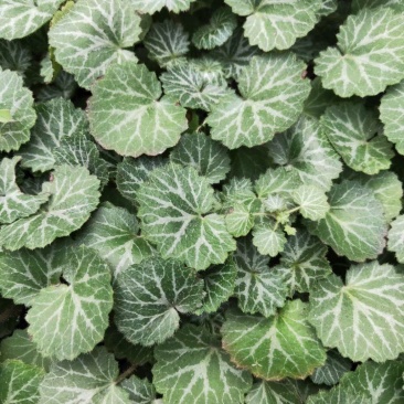 四川成都温江出售大量精品虎耳草虎耳草虎耳草虎耳草虎耳草虎