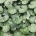 四川成都温江出售大量精品虎耳草虎耳草虎耳草虎耳草虎耳草虎