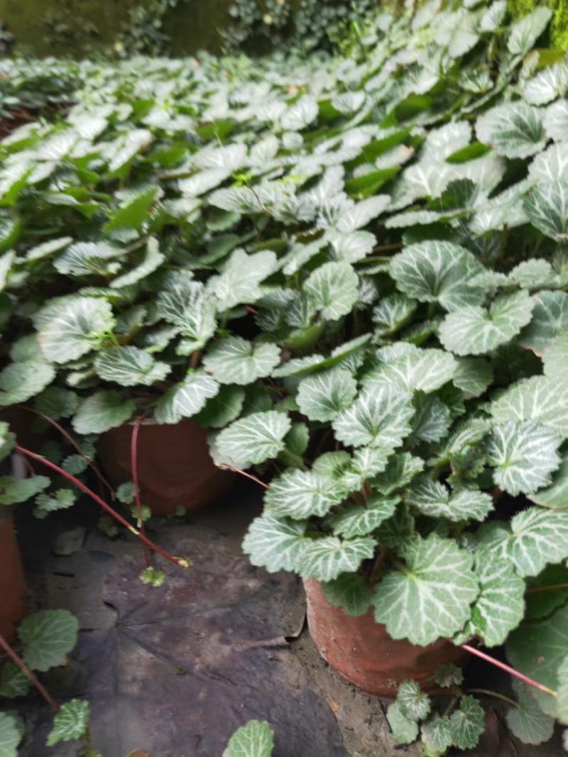四川成都温江出售大量精品虎耳草虎耳草虎耳草虎耳草虎耳草虎