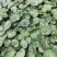 四川成都温江出售大量精品虎耳草虎耳草虎耳草虎耳草虎耳草虎