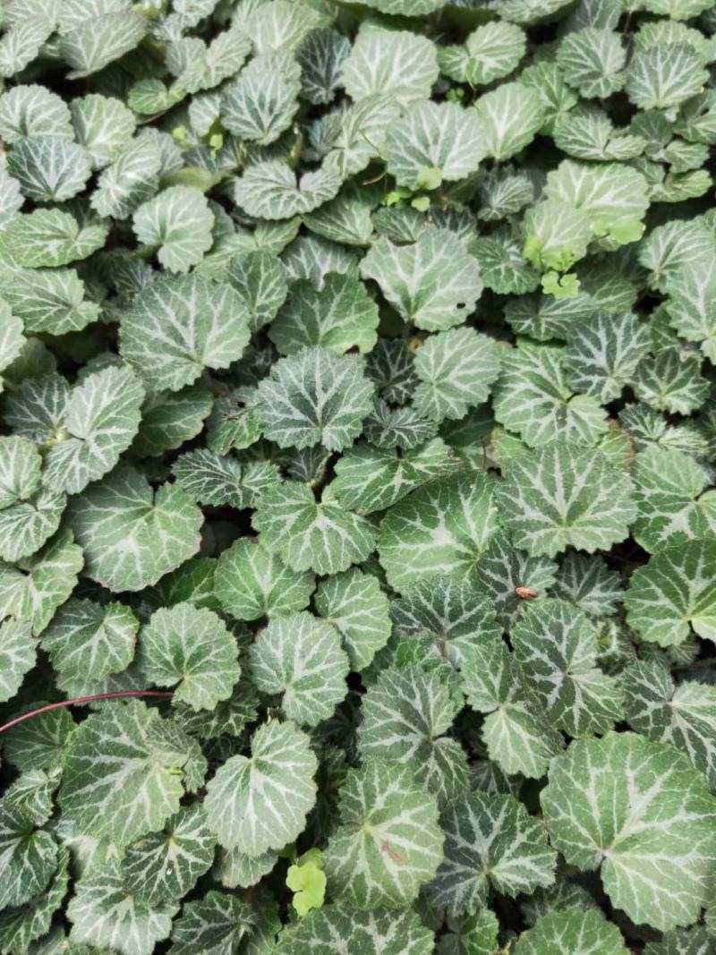 四川成都温江出售大量精品虎耳草虎耳草虎耳草虎耳草虎耳草虎