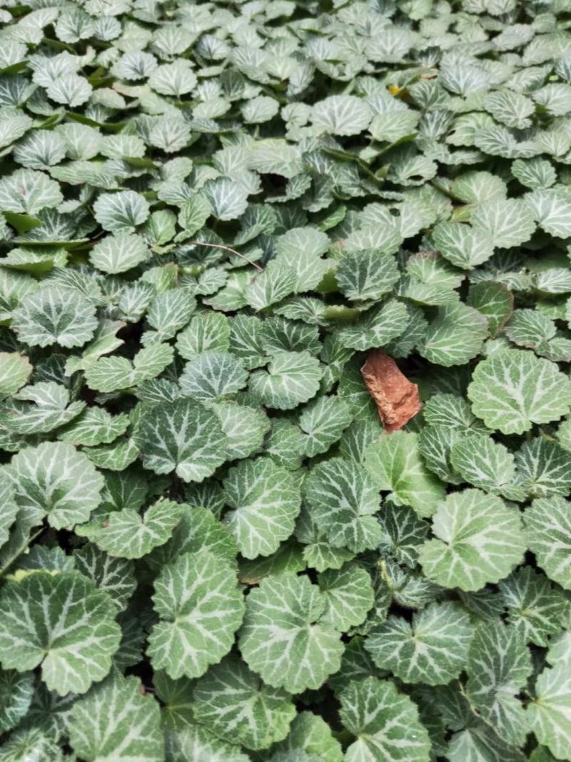四川成都温江出售大量精品虎耳草虎耳草虎耳草虎耳草虎耳草虎