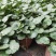 四川成都温江出售大量精品虎耳草虎耳草虎耳草虎耳草虎耳草虎