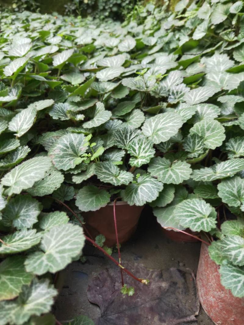四川成都温江出售大量精品虎耳草虎耳草虎耳草虎耳草虎耳草虎