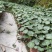 四川成都温江出售大量精品虎耳草虎耳草虎耳草虎耳草虎耳草虎
