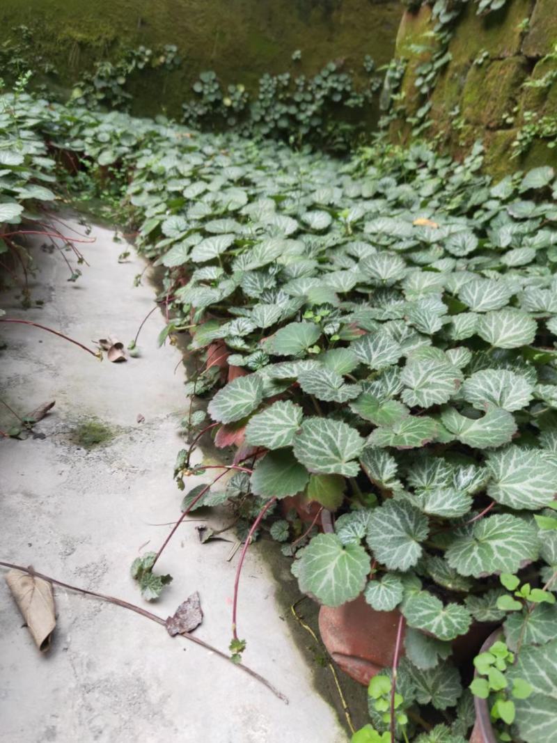 四川成都温江出售大量精品虎耳草虎耳草虎耳草虎耳草虎耳草虎