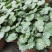四川成都温江出售大量精品虎耳草虎耳草虎耳草虎耳草虎耳草虎