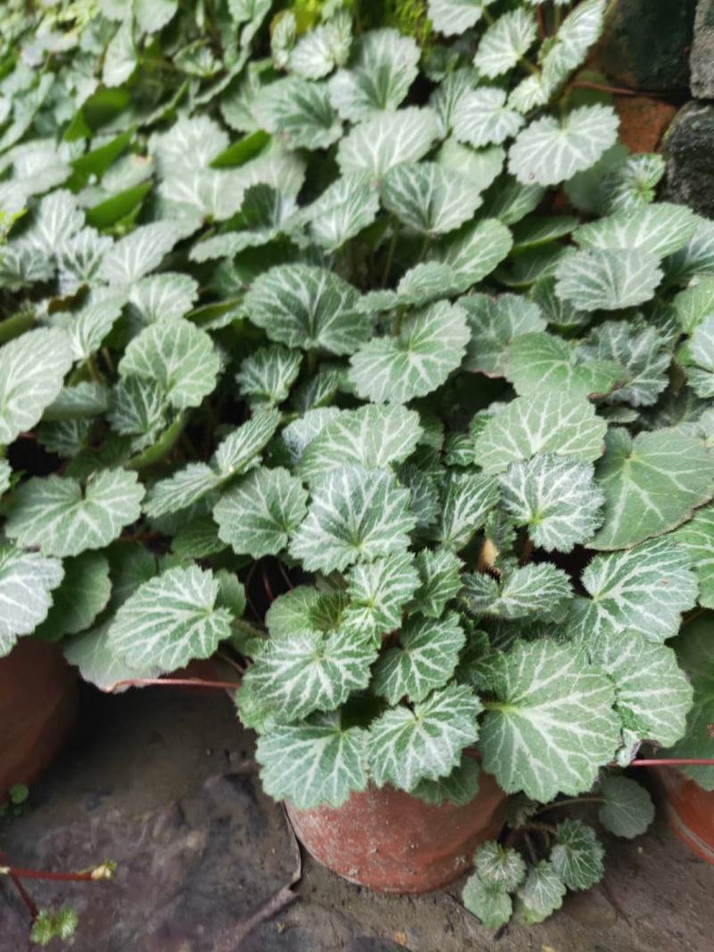 四川成都温江出售大量精品虎耳草虎耳草虎耳草虎耳草虎耳草虎