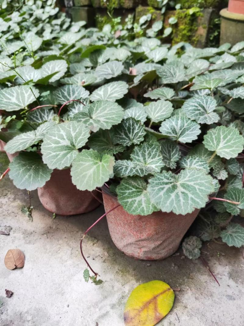 四川成都温江出售大量精品虎耳草虎耳草虎耳草虎耳草虎耳草虎