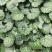 四川成都温江出售大量精品虎耳草虎耳草虎耳草虎耳草虎耳草虎