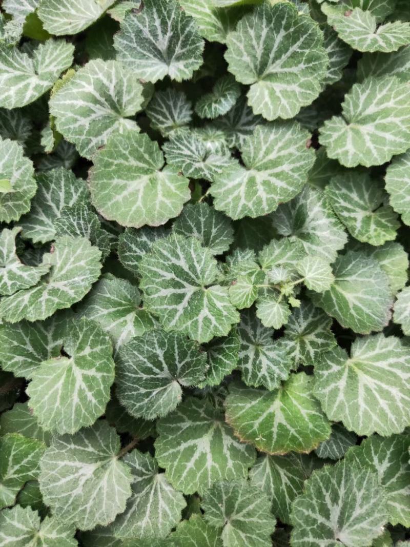 四川成都温江出售大量精品虎耳草虎耳草虎耳草虎耳草虎耳草虎