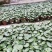 四川成都温江出售大量精品虎耳草虎耳草虎耳草虎耳草虎耳草虎