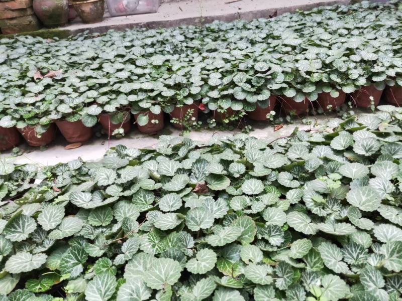 四川成都温江出售大量精品虎耳草虎耳草虎耳草虎耳草虎耳草虎