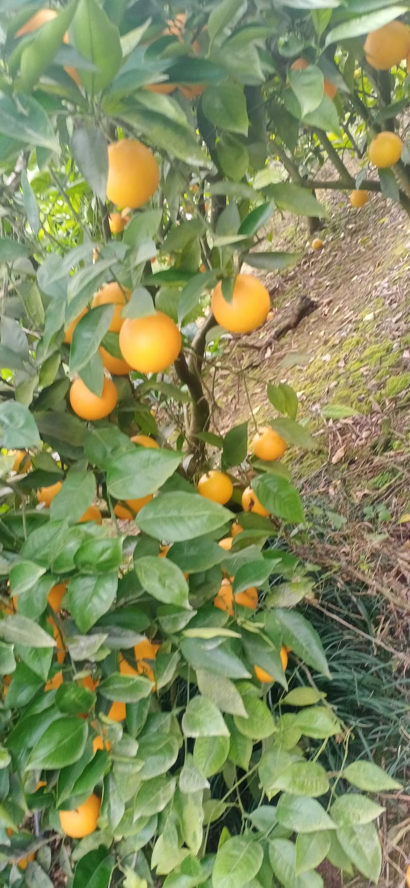 资中塔罗科血橙大量上市，欢迎