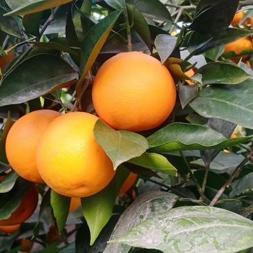 资中塔罗科血橙大量上市，欢迎