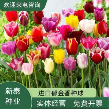 郁金香种球荷兰郁金香种球重瓣大花大球景观花海庭院