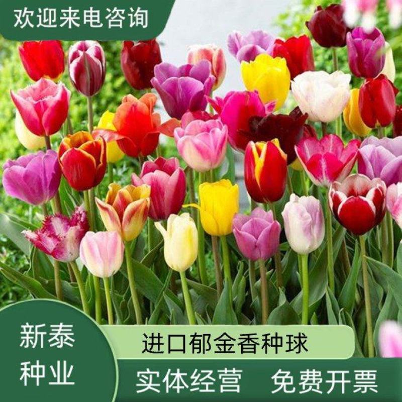 郁金香种球荷兰郁金香种球重瓣大花大球景观花海庭院