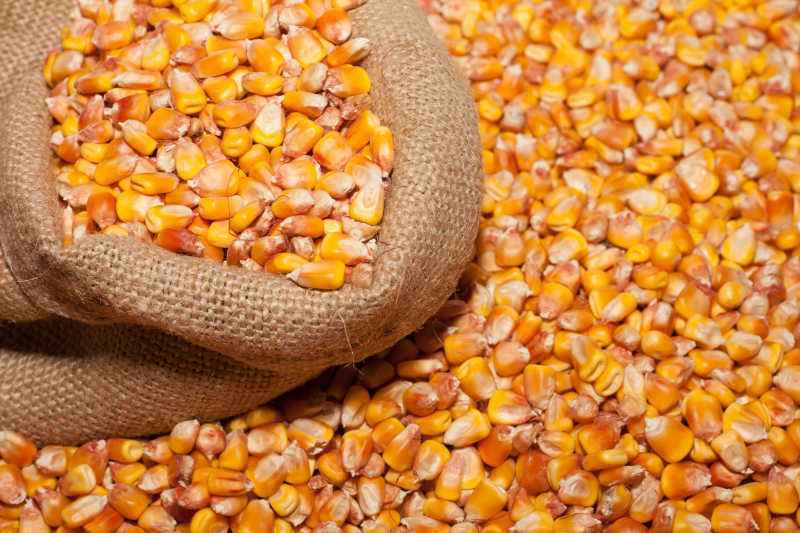 玉米粒新疆玉米出售，色泽正常，颗粒饱满。欢迎采购