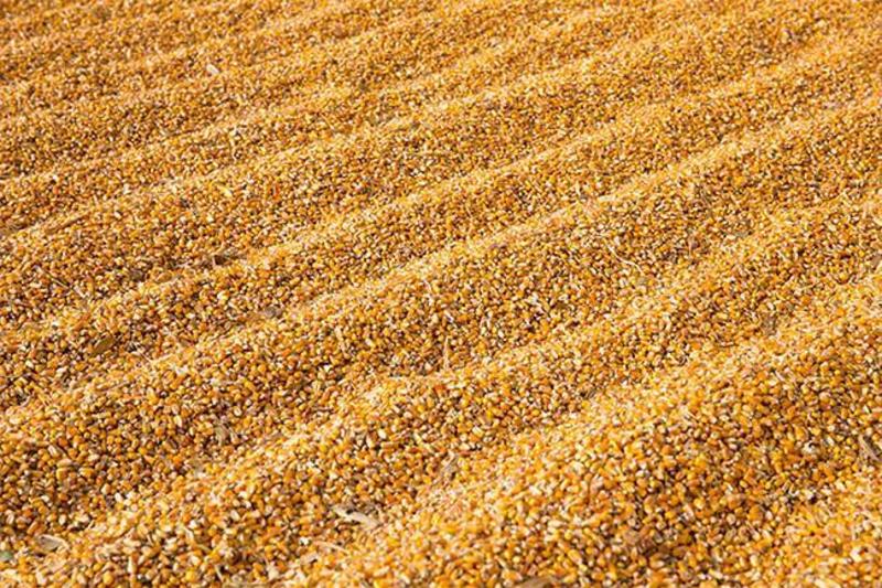 玉米粒新疆玉米出售，色泽正常，颗粒饱满。欢迎采购