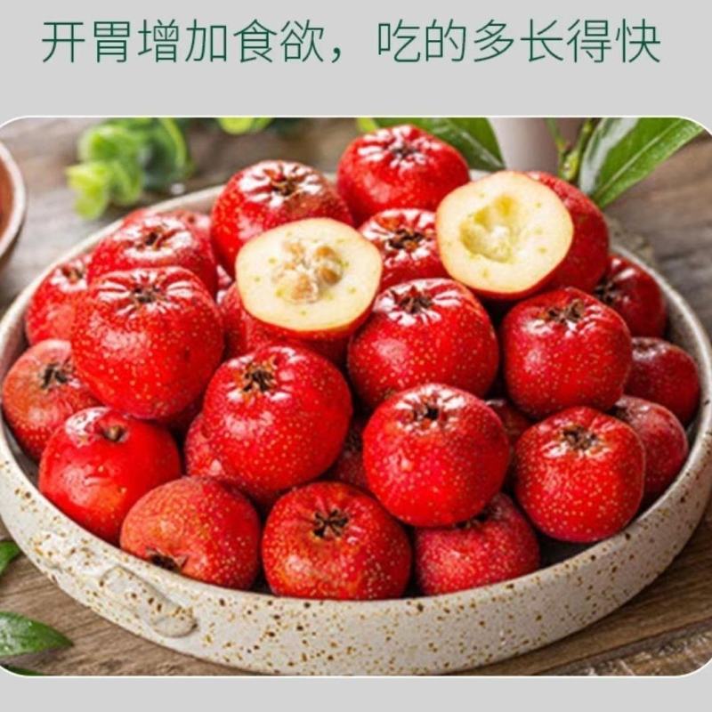 山楂兽用益生菌健胃促消化牛羊猪用增重猛长鸡鸭鹅饲料添加剂