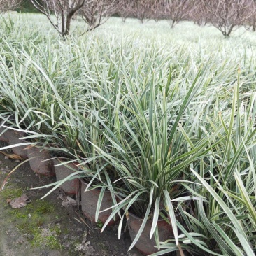 四川成都温江出售大量精品银边草沿阶草银边草金边草沿阶草