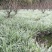 四川成都温江出售大量精品银边草沿阶草银边草金边草沿阶草