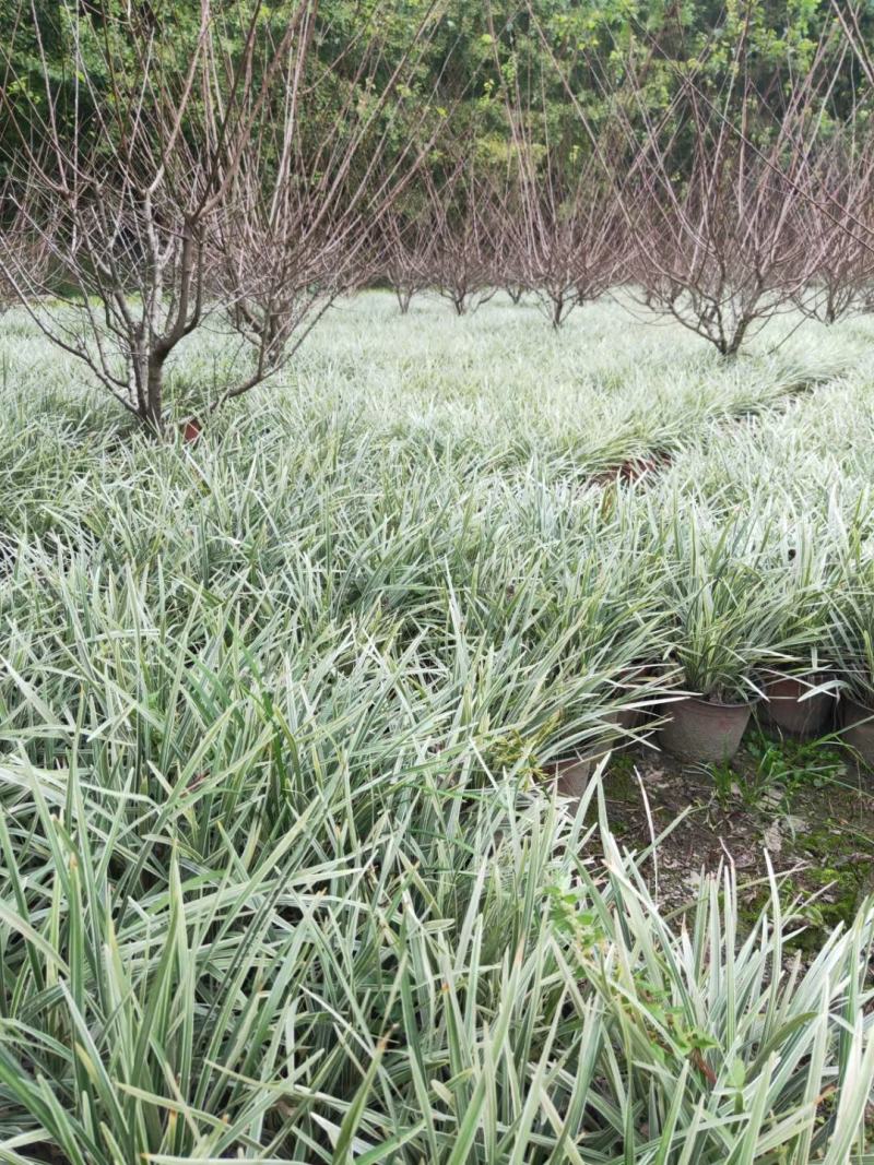 四川成都温江出售大量精品银边草沿阶草银边草金边草沿阶草