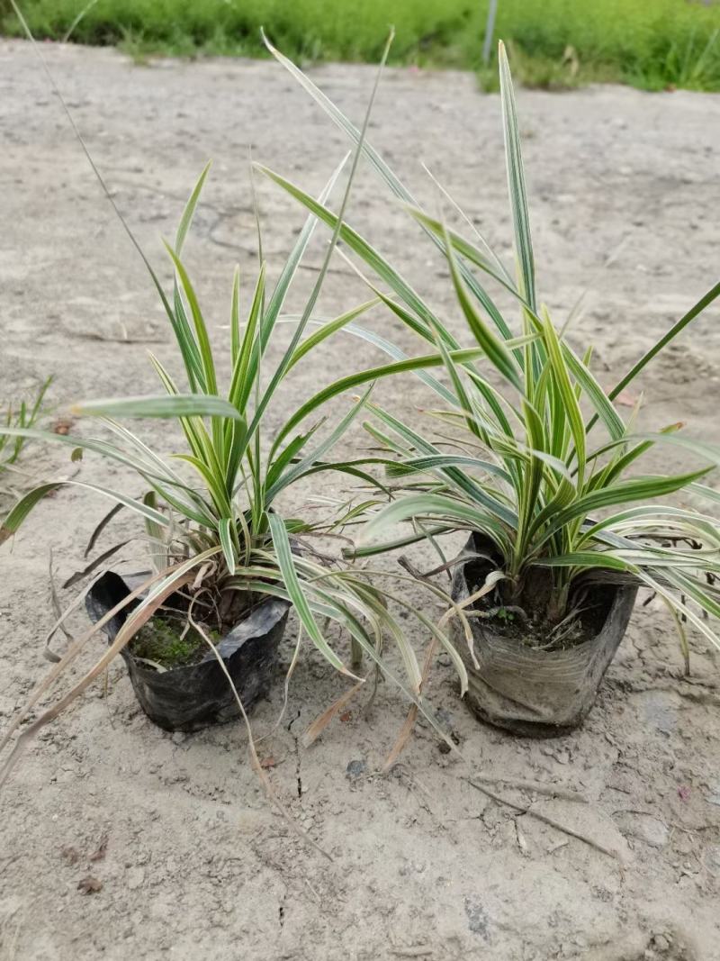 四川成都温江出售大量精品银边草沿阶草银边草金边草沿阶草