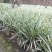 四川成都温江出售大量精品银边草沿阶草银边草金边草沿阶草