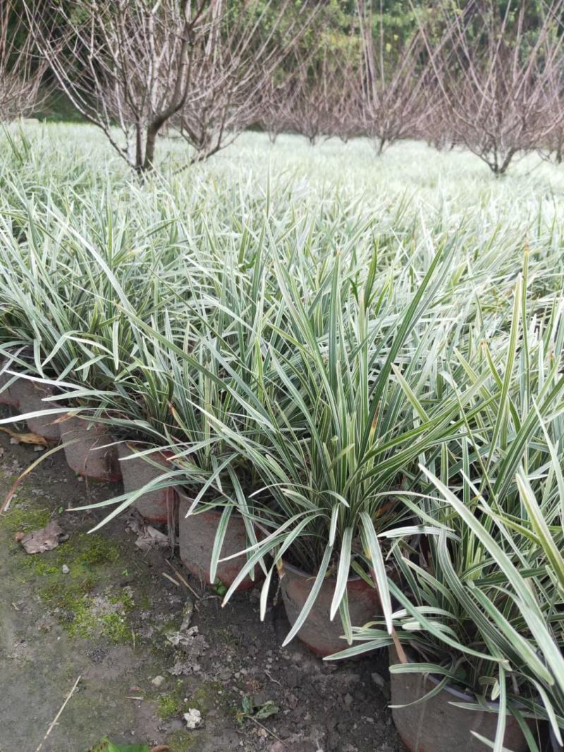 四川成都温江出售大量精品银边草沿阶草银边草金边草沿阶草
