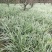 四川成都温江出售大量精品银边草沿阶草银边草金边草沿阶草