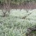 四川成都温江出售大量精品银边草沿阶草银边草金边草沿阶草