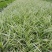 四川成都温江出售大量精品银边草沿阶草银边草金边草沿阶草