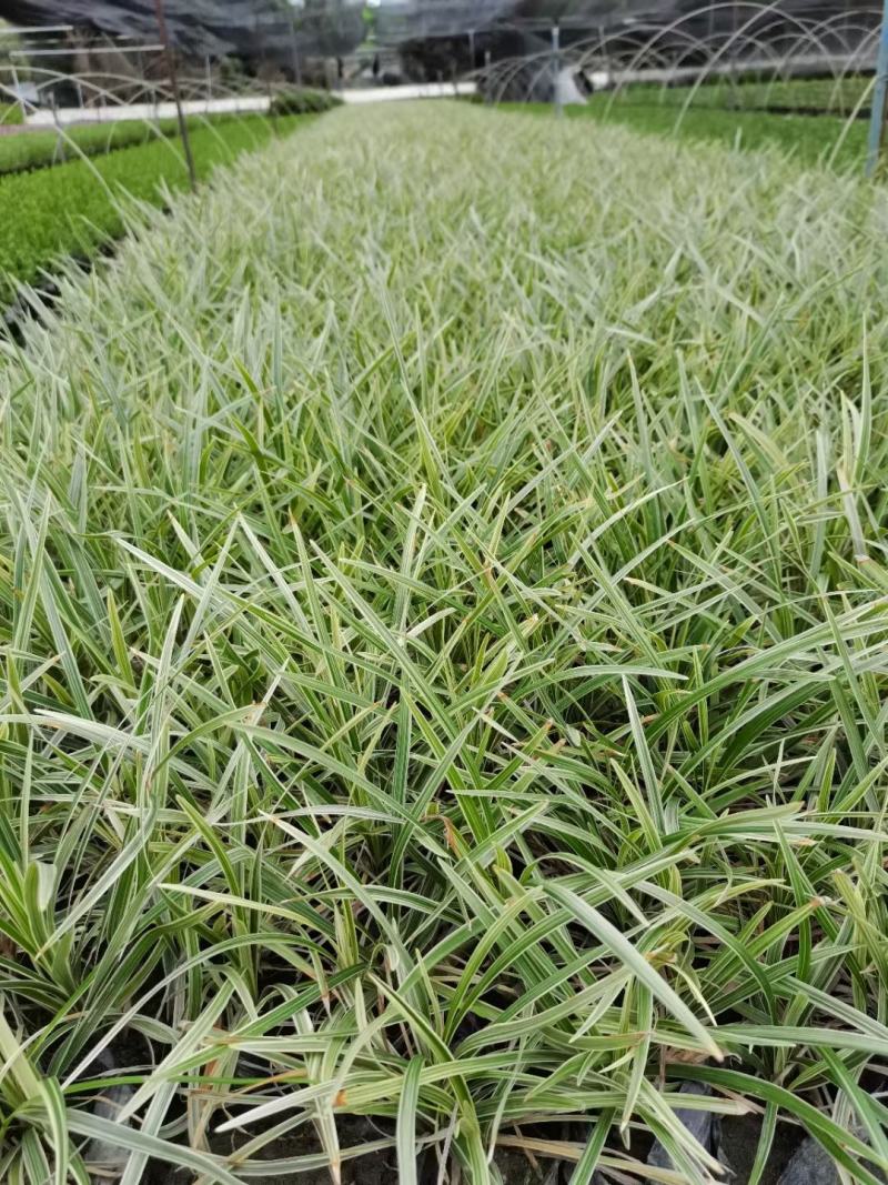四川成都温江出售大量精品银边草沿阶草银边草金边草沿阶草