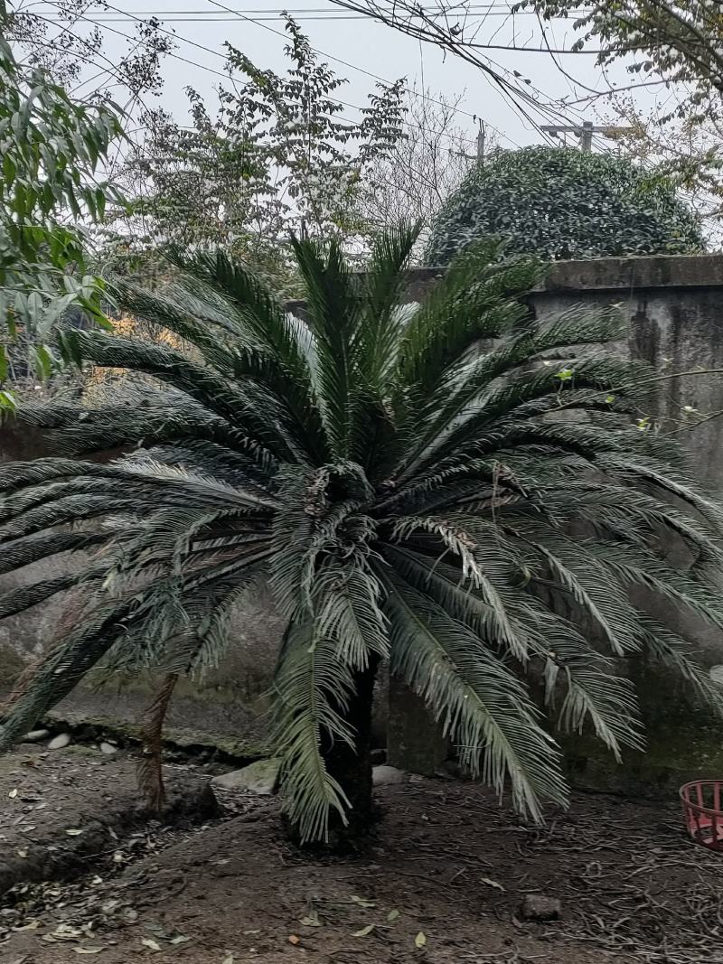 四川成都温江出售大量精品银边草沿阶草银边草金边草沿阶草