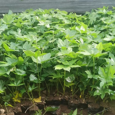 八角金盘观叶植物品质保证优质苗木欢迎来电咨询