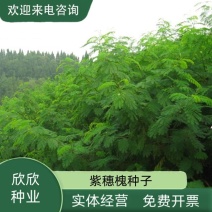 紫穗槐种子护坡灌木种子防沙固土护坡植物耐寒耐旱绿化草籽