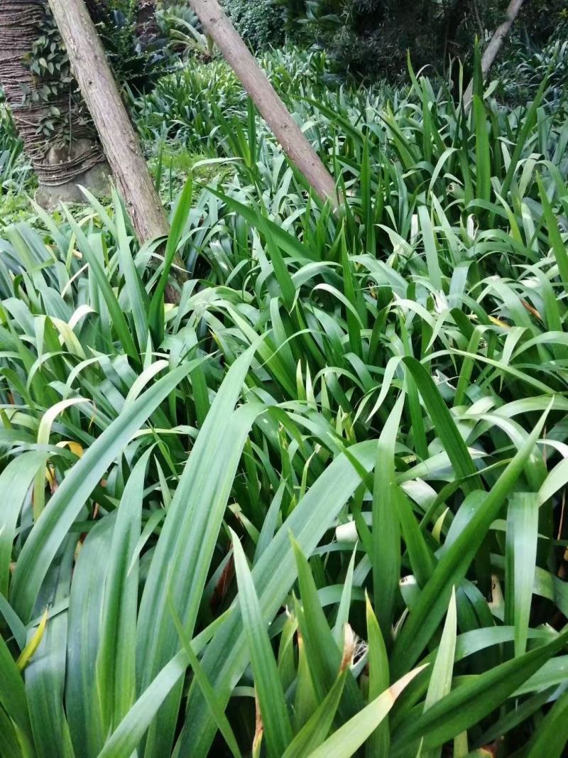 四川成都温江出售大量精品鸢尾扁竹根常绿鸢尾鸢尾水生鸢尾