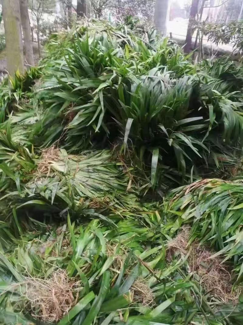 四川成都温江出售大量精品鸢尾扁竹根常绿鸢尾鸢尾水生鸢尾