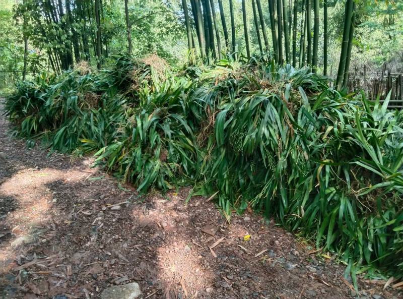 四川成都温江出售大量精品鸢尾扁竹根常绿鸢尾鸢尾水生鸢尾