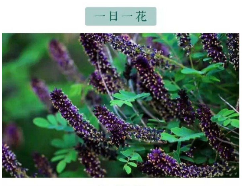 紫穗槐种子发芽率高实体经营质量保证全国发货