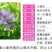 紫穗槐种子发芽率高实体经营质量保证全国发货