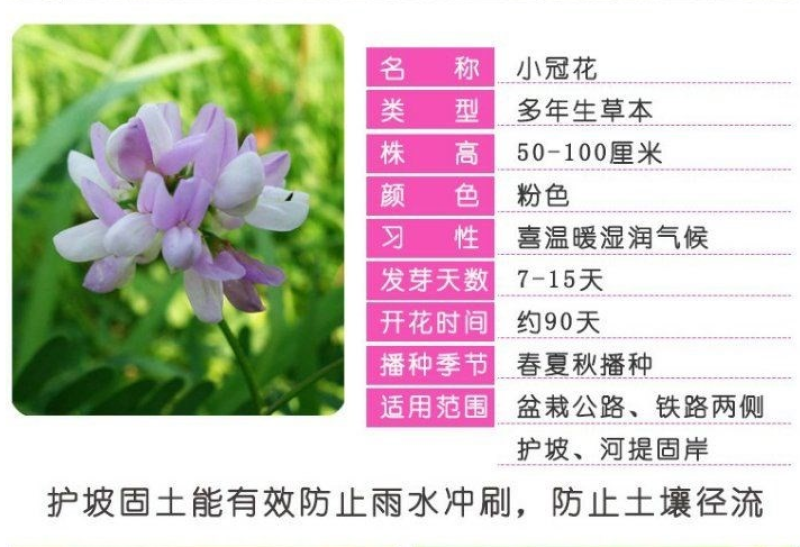 紫穗槐种子发芽率高实体经营质量保证全国发货
