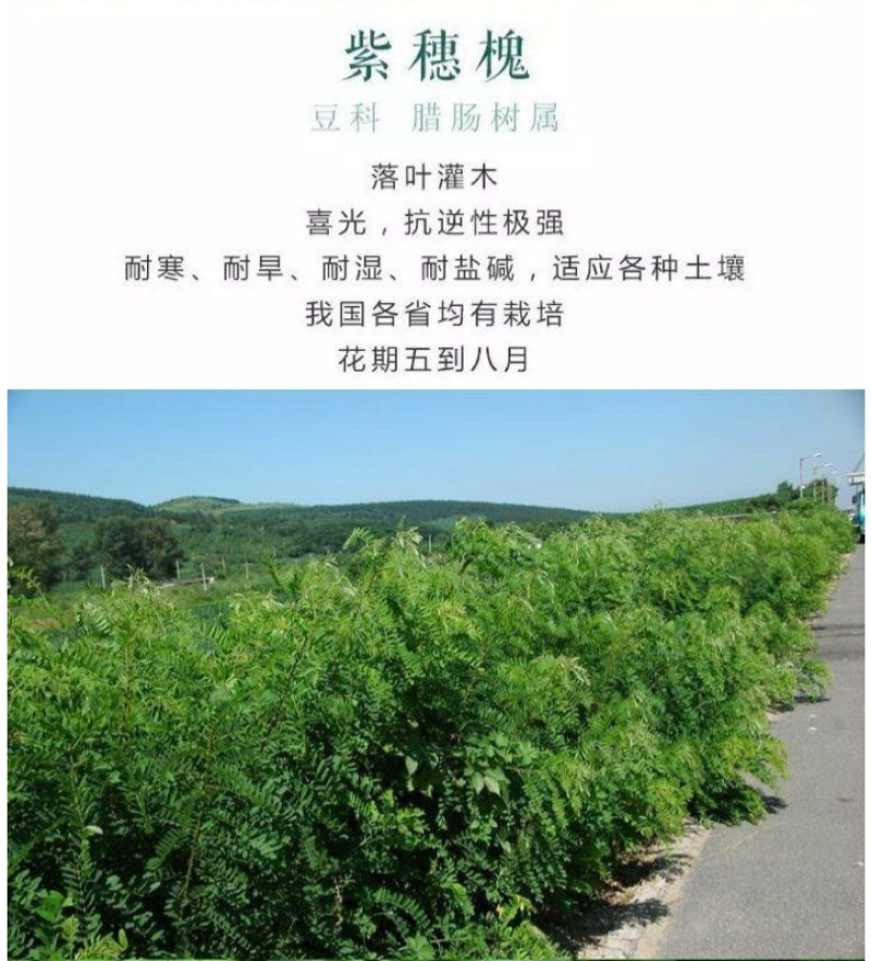 紫穗槐种子发芽率高实体经营质量保证全国发货